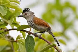 Roodvleugelmierklauwier - Thamnophilus torquatus Roodvleugelmierklauwier - Thamnophilus torquatus